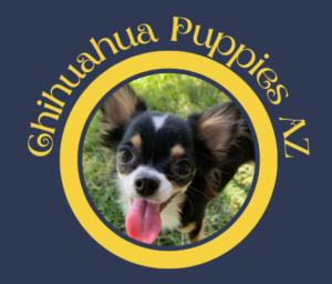 chihuahuapuppiesaz.com