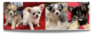 Available Chihuahua Puppies