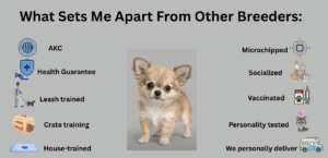 Chihuahua Puppies AZ