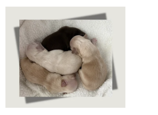 Available Chihuahua Puppies