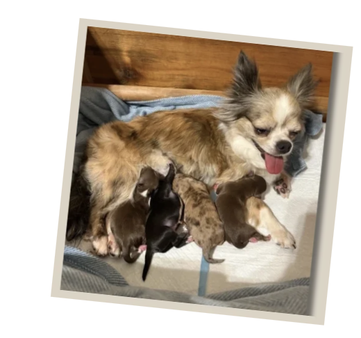 Available Chihuahua Puppies